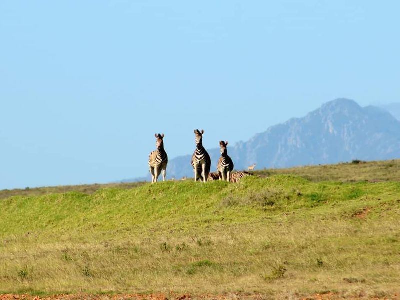 Design your own home on Outeniquasbasch Wildlife estate - Photo 9