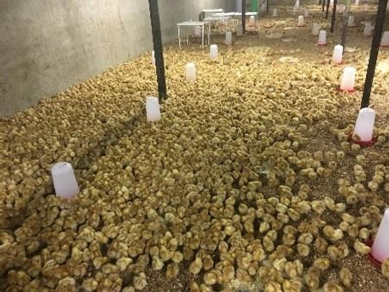 Business with property For Sale only 6 km from Okahandja - Photo 7