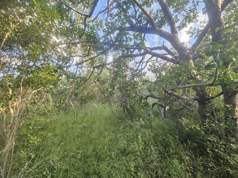 Stand for sale in Moditlo Wildlife Estate - Photo 5