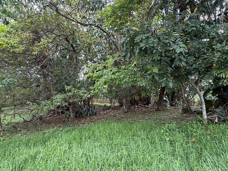 A view of a densely vegetated plot featuring mature trees and natural grass cover, suitable for residential development.