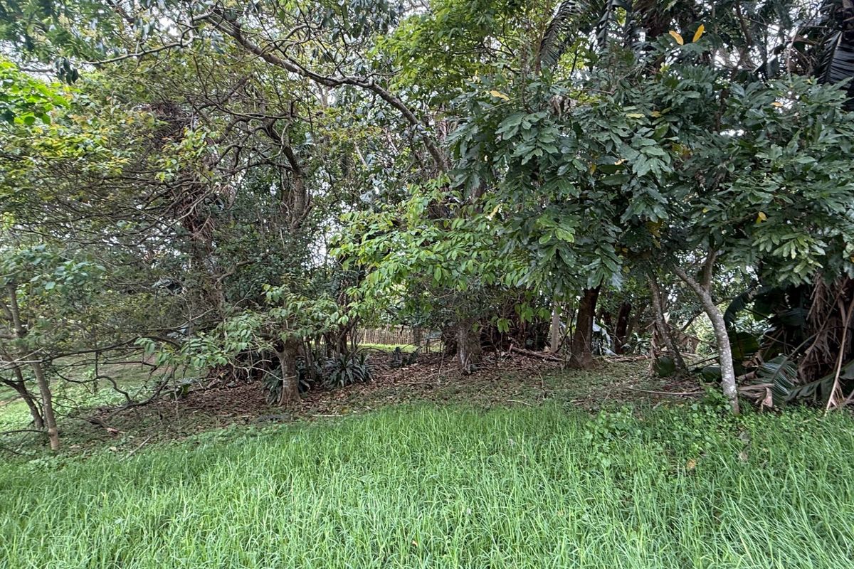 A view of a densely vegetated plot featuring mature trees and natural grass cover, suitable for residential development.