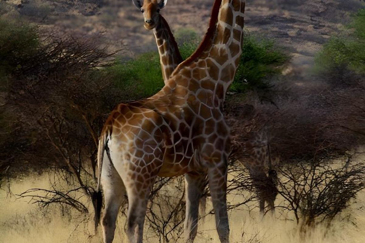 Namibia's Hidden Gem: Unveiling an Exclusive Farm Paradise - Photo 5