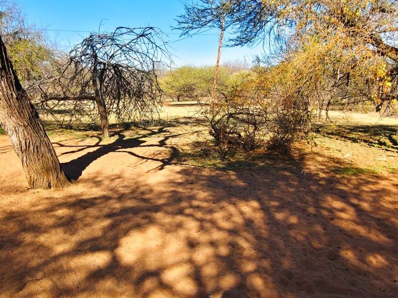 A natural, undeveloped garden area featuring mature trees and sandy ground, offering a rustic outdoor space.