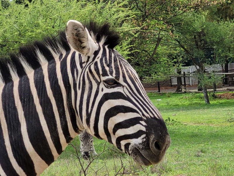 Tranquil Corner Stand - Prime Location - Photo 10