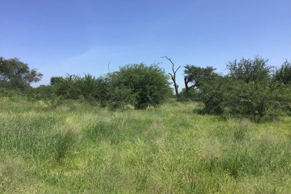 A view of the undeveloped commercial land featuring natural vegetation and mature trees under a clear blue sky.