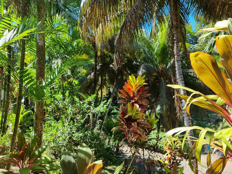 A lush, well-maintained tropical garden featuring a variety of mature palm trees and vibrant foliage.