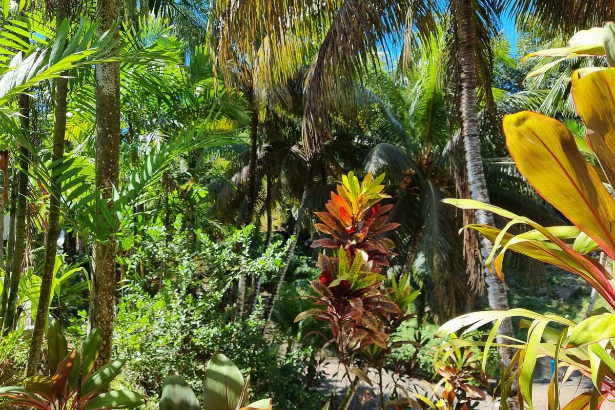A lush, well-maintained tropical garden featuring a variety of mature palm trees and vibrant foliage.