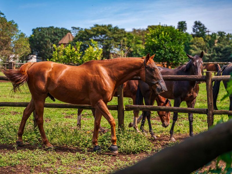 Breathtaking 3 Bedroom Modern Home in Alverstone Equestrian Estate - Photo 6