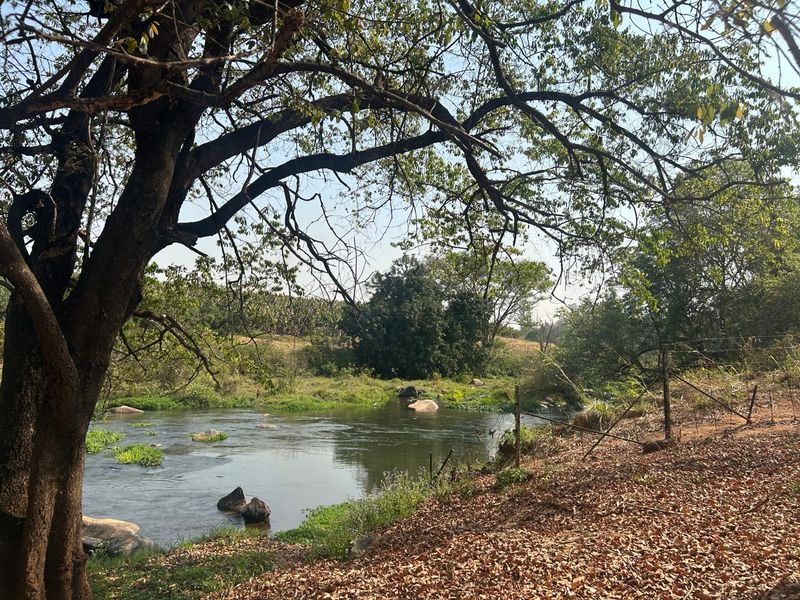 Prime Letaba Riverfront Oasis: Productive Orchards & 2 Homesteads - Photo 8