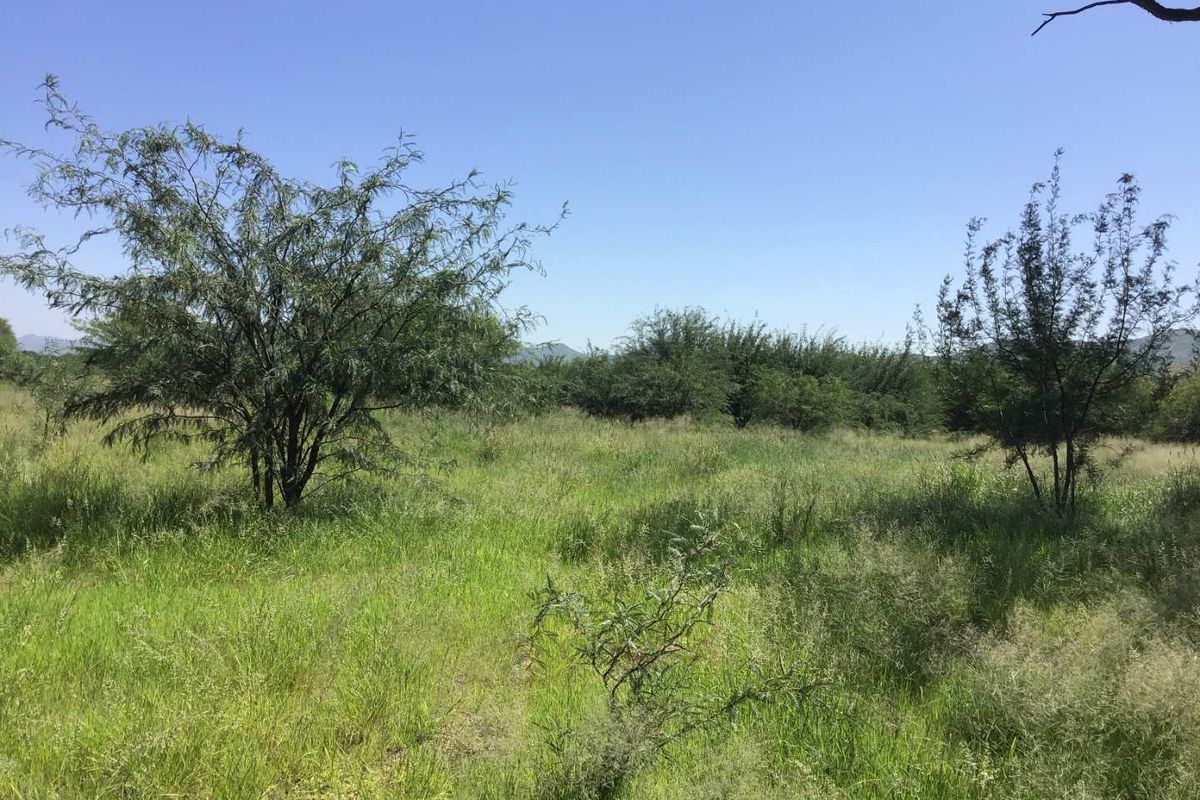 A view of the vacant commercial land featuring natural grassland and established native trees under a clear blue sky.