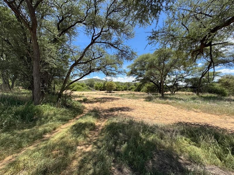A scenic view of the natural farm landscape featuring mature native trees and open grassy terrain under a clear blue sky.