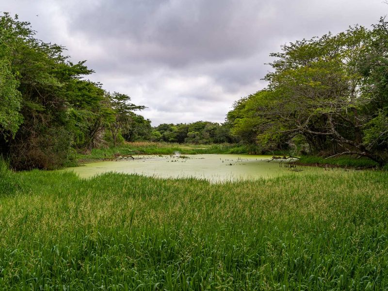 A scenic view of a natural pond surrounded by lush green vegetation and mature trees under a cloudy sky.