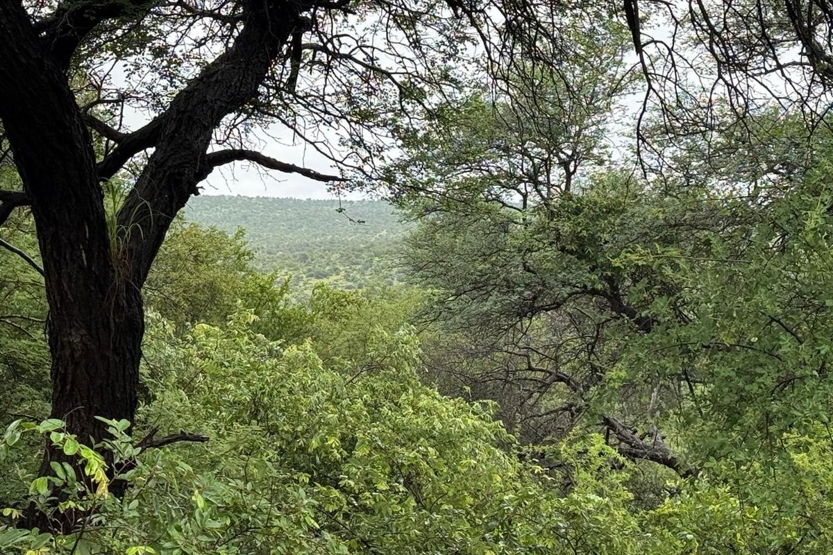 Beautiful stand in Elephant Eco Estate - Photo 3