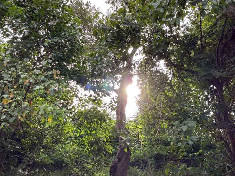 Rare vacant riverside stand in Elephant Rock Eco Estate - Photo 10