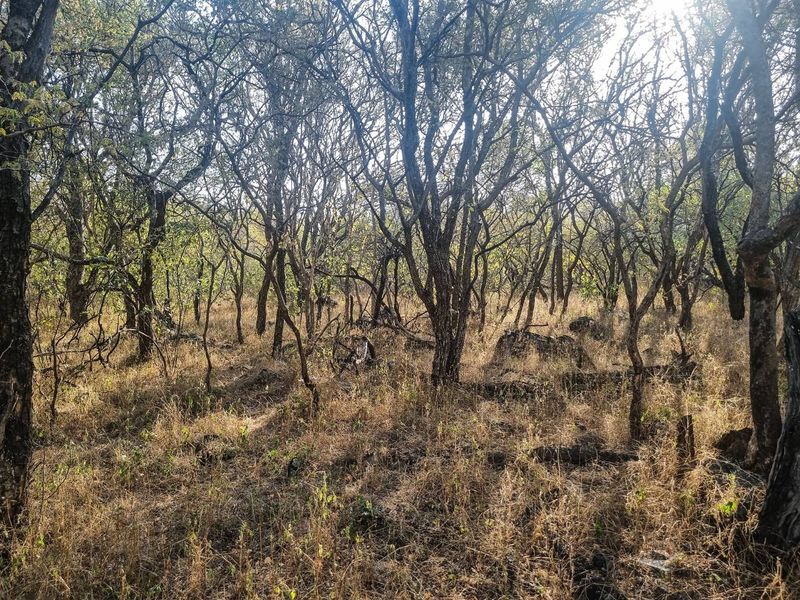 Stand with Bushveld views. - Photo 9