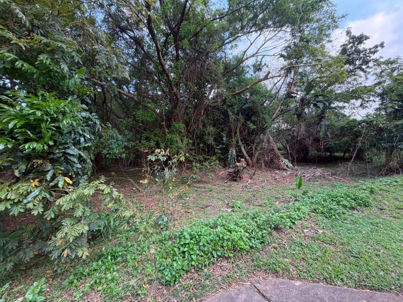 A view of a densely vegetated residential plot featuring mature trees and established ground cover.