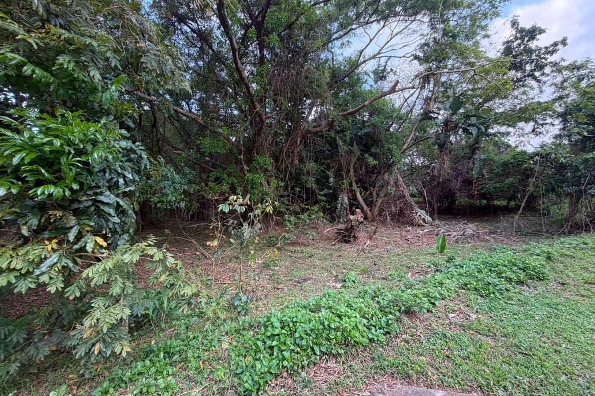 A view of a densely vegetated residential plot featuring mature trees and established ground cover.