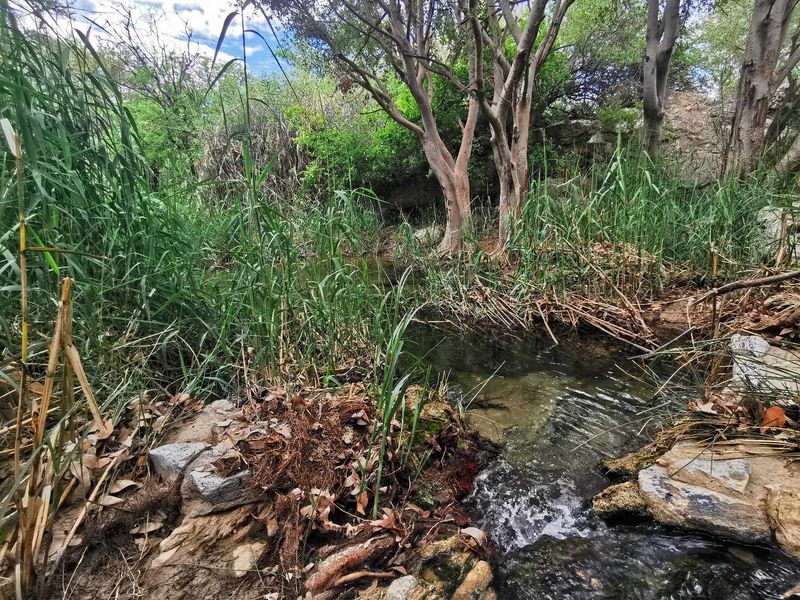 GAME, AGRICULTURAL FARM FOR SALE IN OUTJO AREA - Photo 5