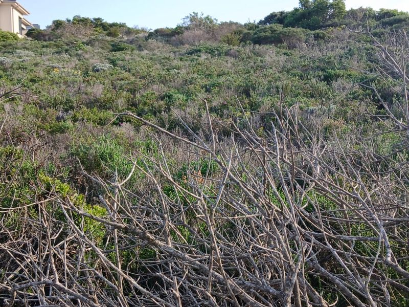 A view of a sloped, undeveloped residential plot covered in native coastal vegetation.