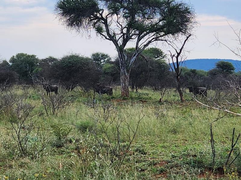 Prime Stand In Pristine Bushveld - Photo 10