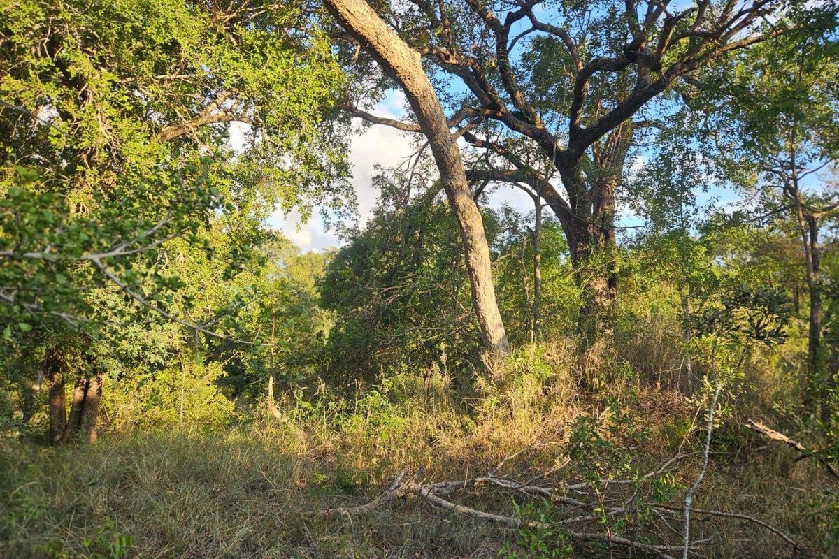 Vacant Land in MODITLO NATURE RESERVE - Photo 3