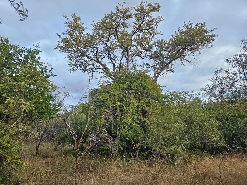 Vacant Land in MODITLO NATURE RESERVE - Photo 4