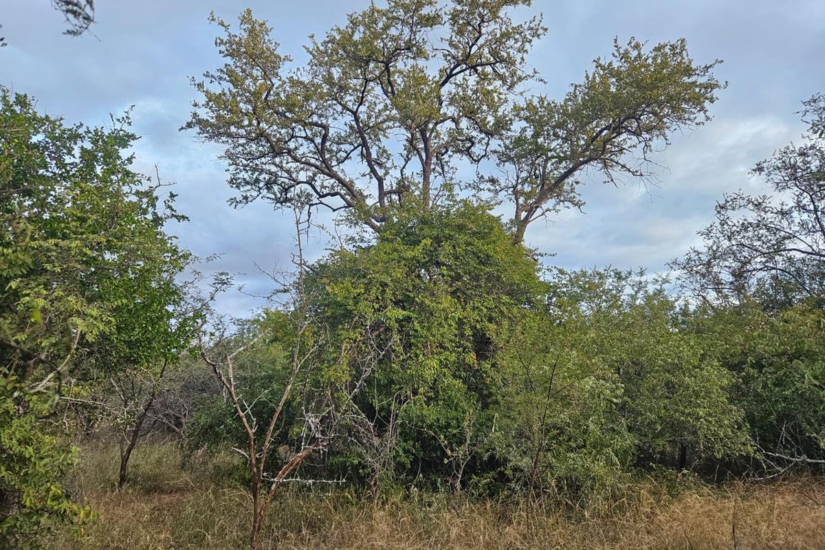Vacant Land in MODITLO NATURE RESERVE - Photo 4