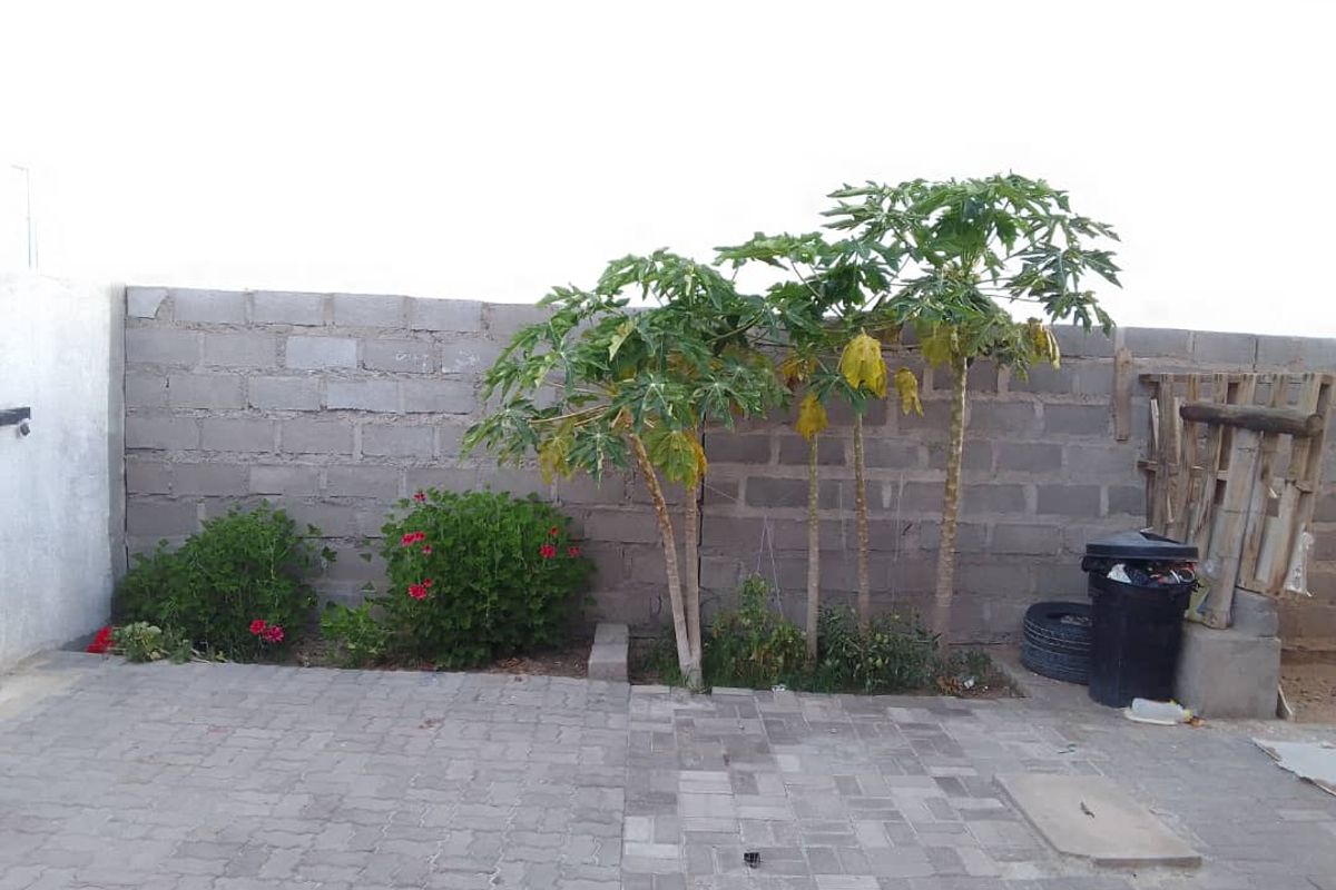 A rear outdoor area featuring a paved patio and a concrete block boundary wall with established papaya trees and shrubs.