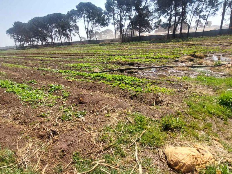 Prime 17.8 Hectare Vegetable Farm for Sale in Eikenhof Johannesburg - Photo 8