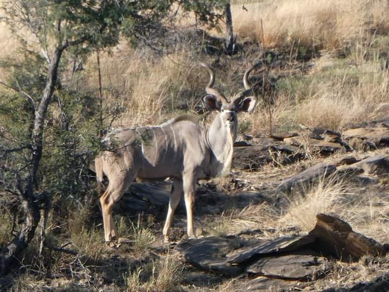 Vacant 13HA undeveloped land for Sale in Daan Viljoen area - Photo 4