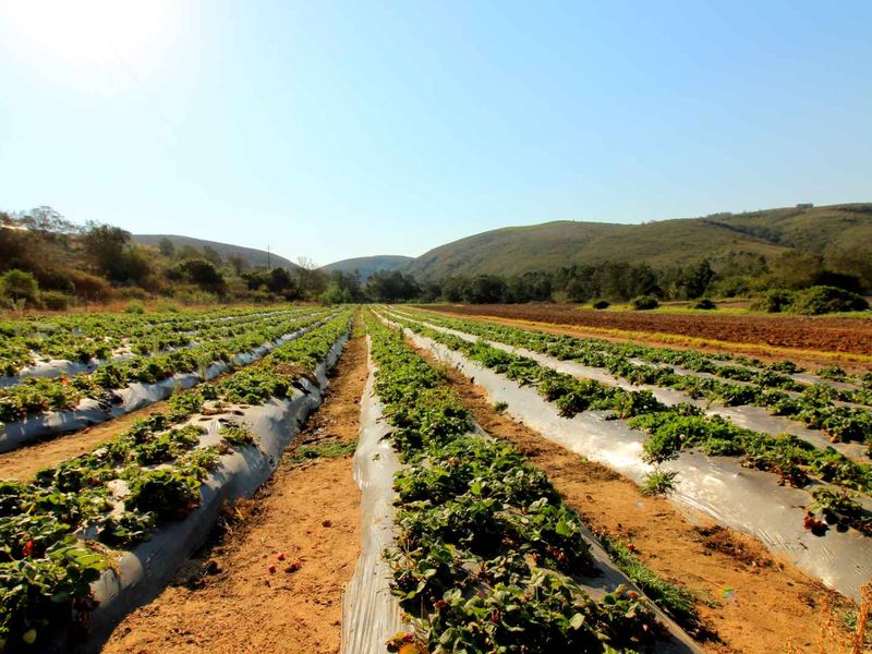 Farm 13 km from Hartenbos - Photo 3