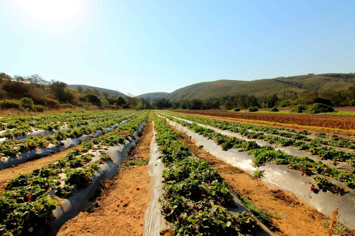 Farm 13 km from Hartenbos - Photo 3