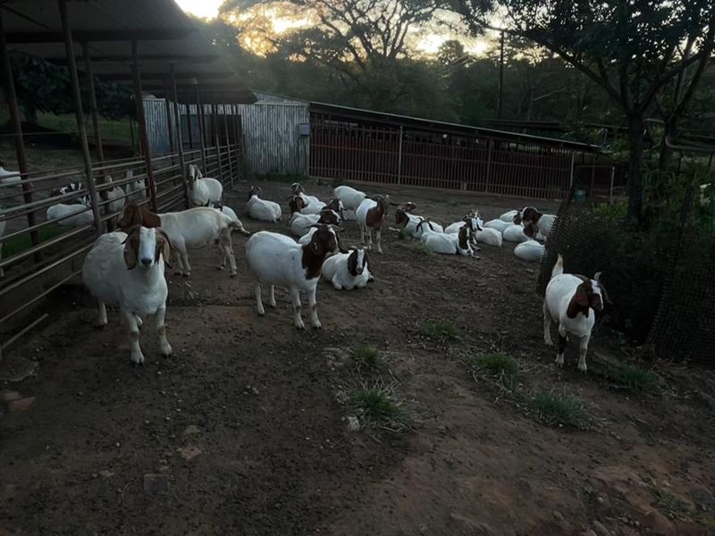 Rare 51ha Farm Jewel: A Versatile Opportunity with Prime Main Road Frontage - Photo 8