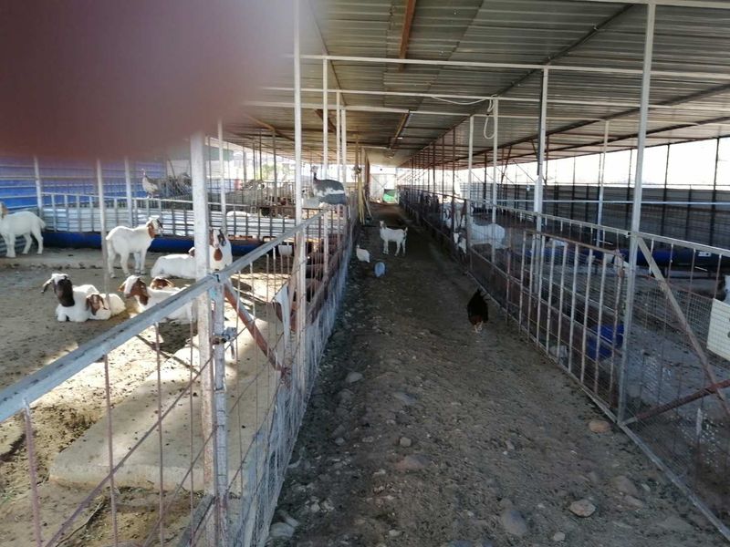 Usakos: Smallholding with Intensive Sheep Farming Unit - Photo 7