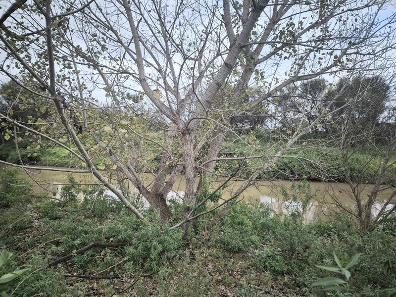 Riverside Smallholding with Pecan Orchard, Pool and Solar - Photo 5