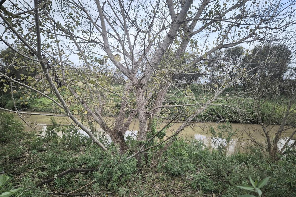Riverside Smallholding with Pecan Orchard, Pool and Solar - Photo 5