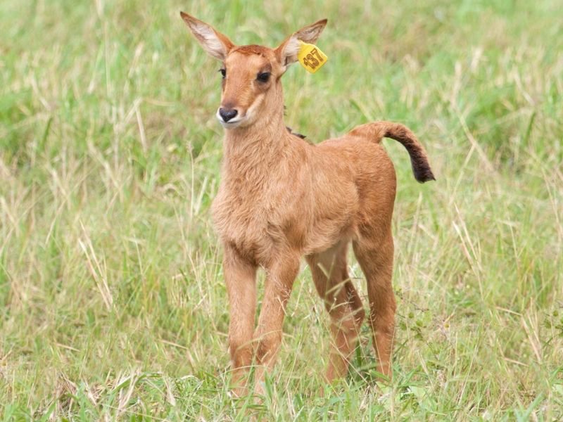 Top Game Breeding Farm for Sale - Photo 8