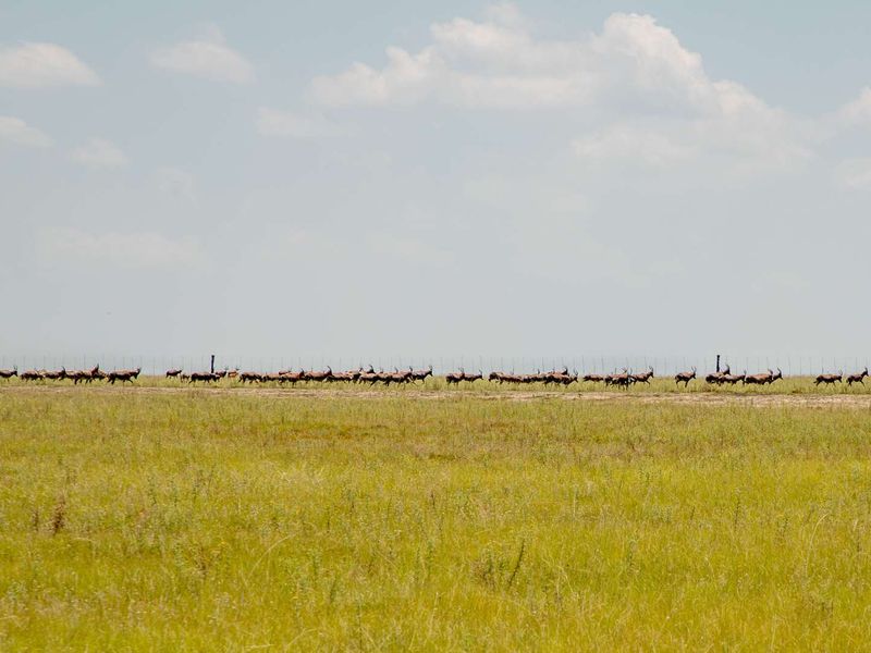 1,229.6705-Hectare Wildlife Farm for Sale as a Going Concern – Including All Game-with accommodation, restaurant, bar, arable land, and grazing land - Photo 9