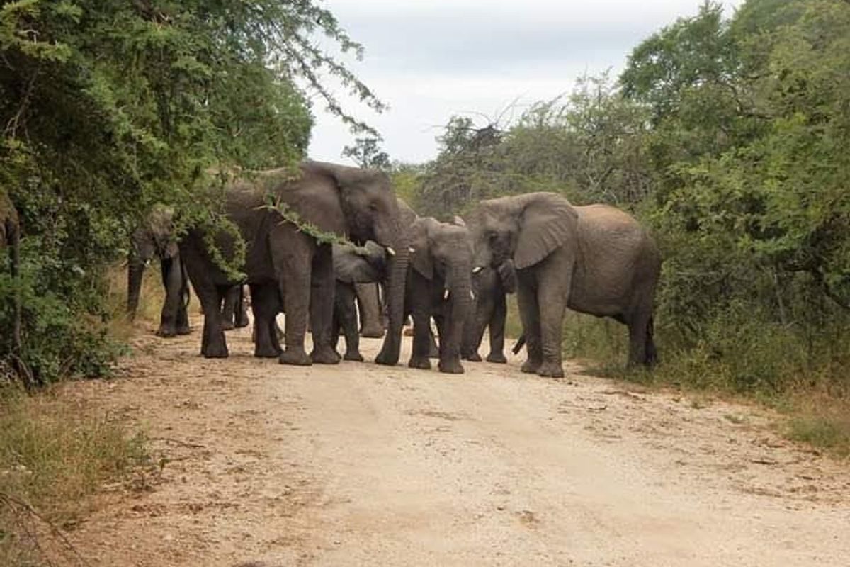 Rare & Private Riversdale Stand in Moditlo Wildlife Estate - Photo 2