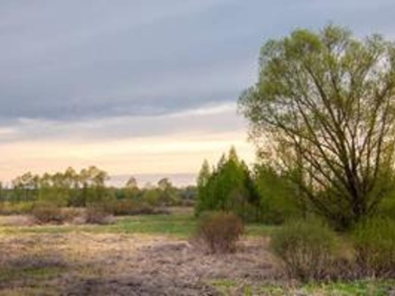 A view of an open, undeveloped commercial land plot featuring natural grassland and mature trees under a cloudy sky.