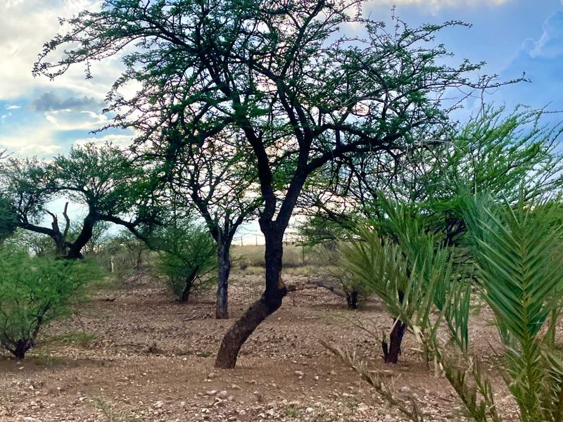 A view of the vacant commercial land featuring established native trees and natural vegetation across the site.