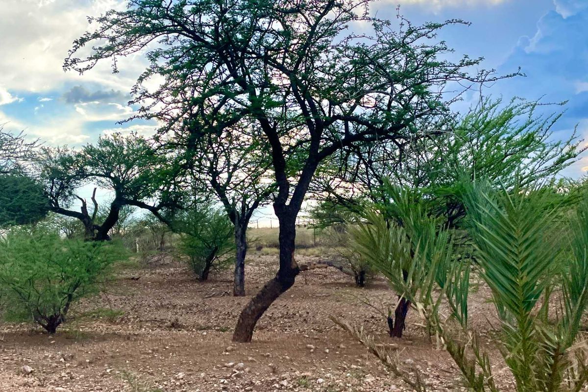 A view of the vacant commercial land featuring established native trees and natural vegetation across the site.