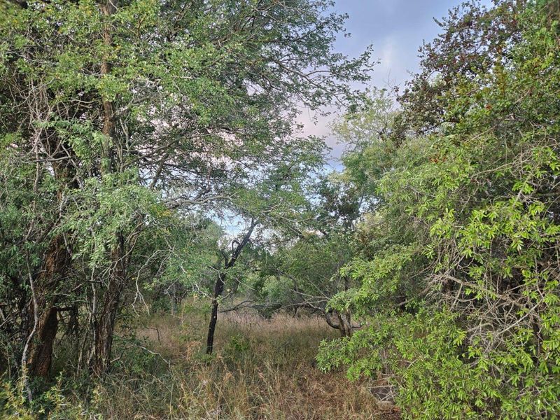 Vacant Land in MODITLO NATURE RESERVE - Photo 2