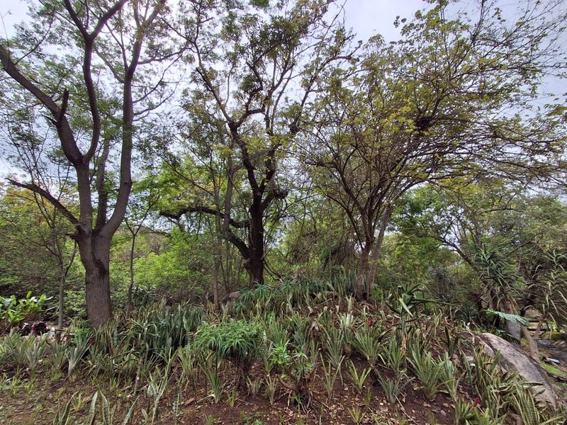 A lush, established garden area featuring mature trees, dense shrubbery, and natural rock landscaping.