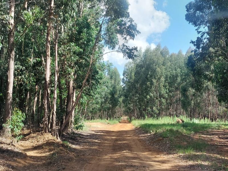 1489 Hectare of Prime Plantation and Mixed Farming for Sale in the Highlands of Belfast Mpumalanga - Photo 4