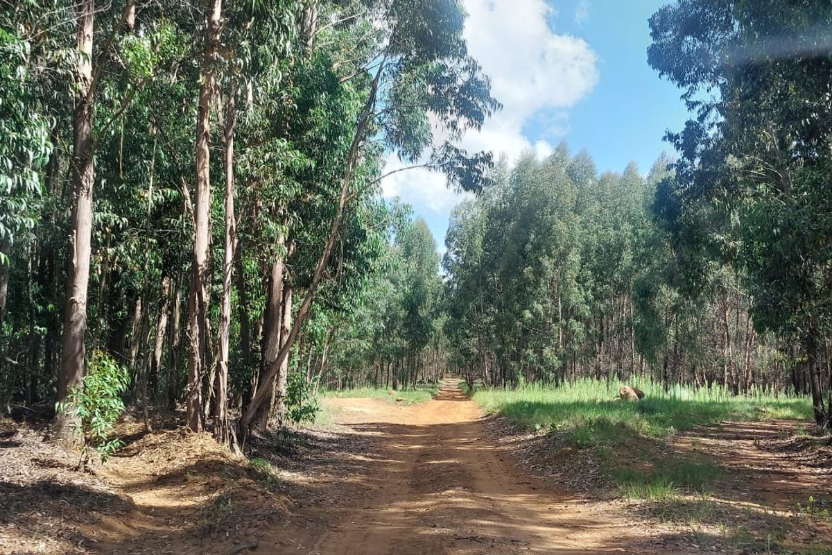 PREMIUM FORESTRY & AGRICULTURAL LAND FOR SALE - Belfast | Mpumalanga Highlands - Photo 4