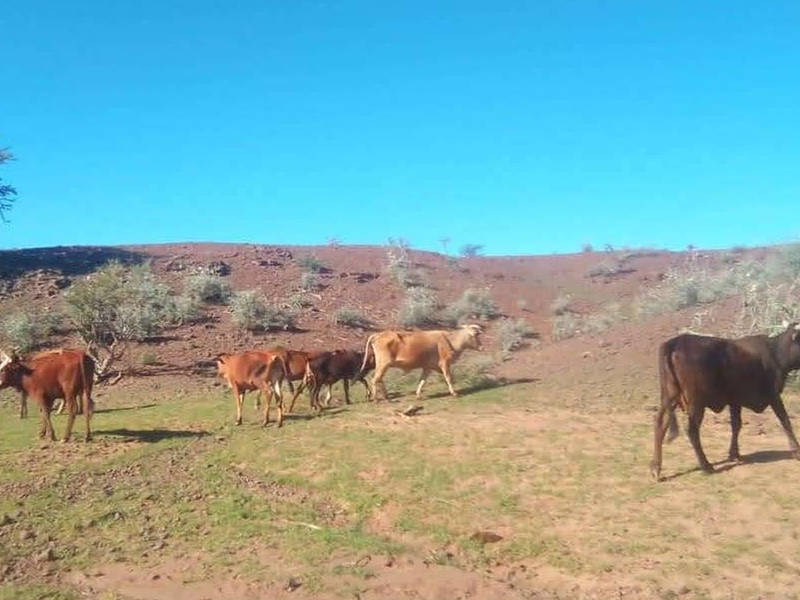CATTLE FARM FOR SALE IN HARDAP DISTRICT - Photo 2