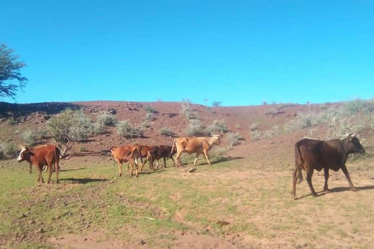 CATTLE FARM FOR SALE IN HARDAP DISTRICT - Photo 2