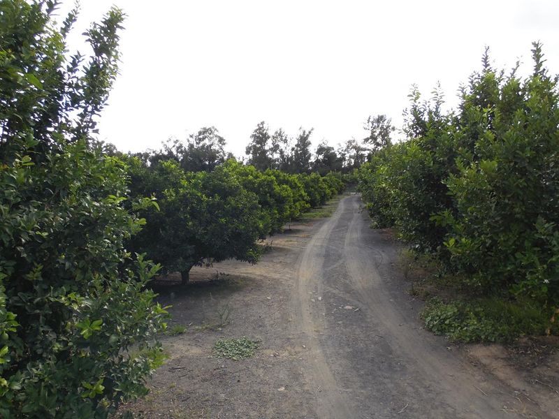 Sunland - 6.99 ha Citrus - Farm for sale - 2 Houses - Photo 10