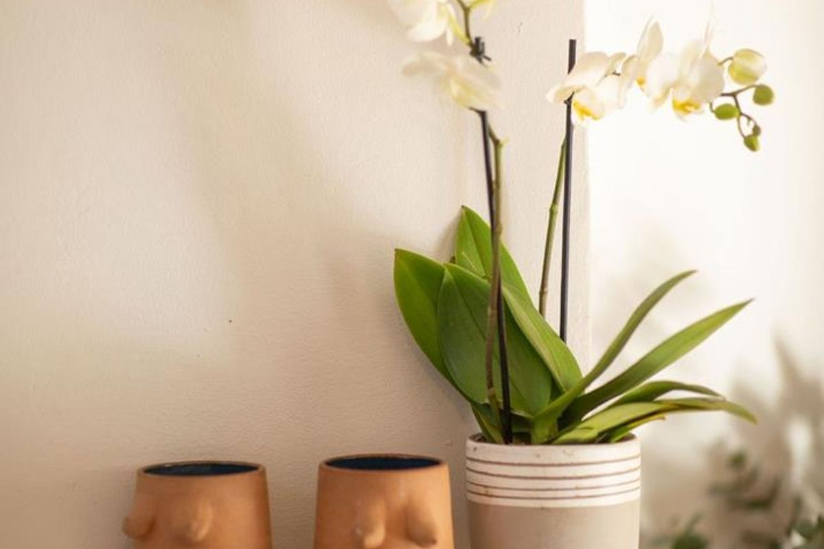 Moneymaker! A Cape Dutch Revival in Park Road - Photo 5